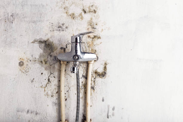 Best Best Mold Removal Companies  in Blue Ridge, VA