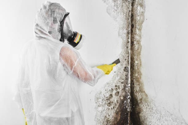 Professional Mold Removal in Blue Ridge, VA