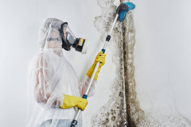 Best Same-Day Mold Removal  in Blue Ridge, VA
