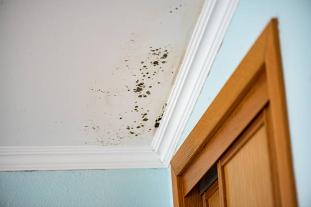 Best Emergency Mold Removal  in Blue Ridge, VA