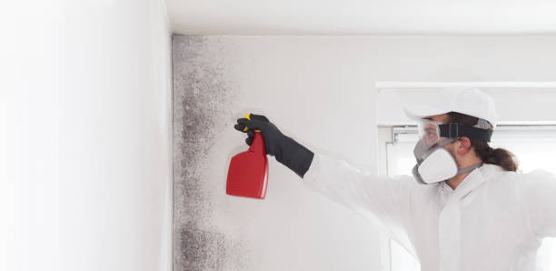 Best Black Mold Removal  in Blue Ridge, VA